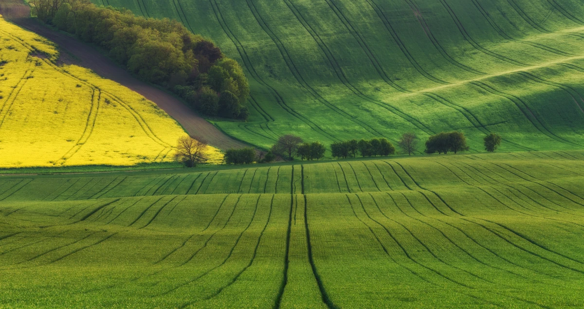 Investir dans l'immobilier agricole : les stratégies gagnantes pour cultiver votre patrimoine
